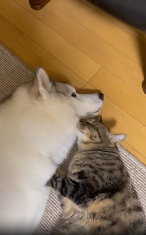 幸せそうな猫ちゃん