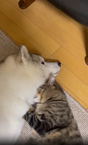 ワンコの首に顏うめる猫ちゃん上から