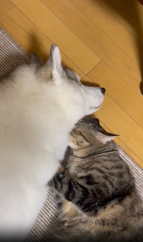 ワンコの首に顏うめる猫ちゃん斜め横から