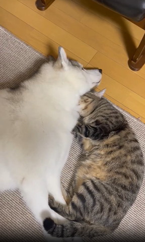 ワンコと猫ちゃん全体図