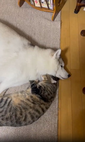 ワンコと猫上から