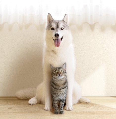 お座り猫の後ろにワンコ