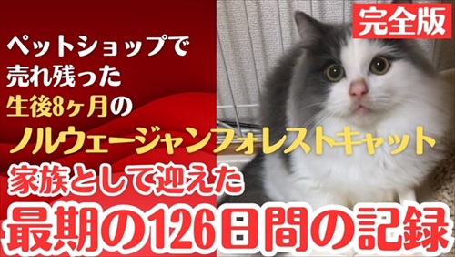 ペットショップで売れ残っていた猫ちゃん