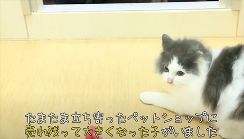 ペットショップで売れ残っていた猫ちゃん