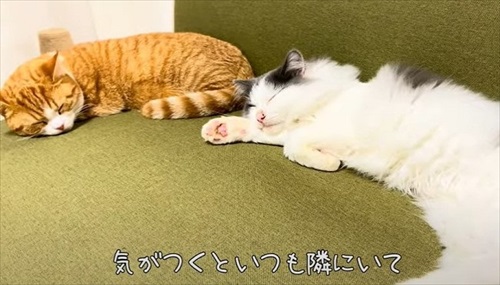 ペットショップで売れ残っていた猫ちゃん