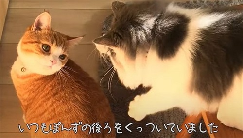 ペットショップで売れ残っていた猫ちゃん