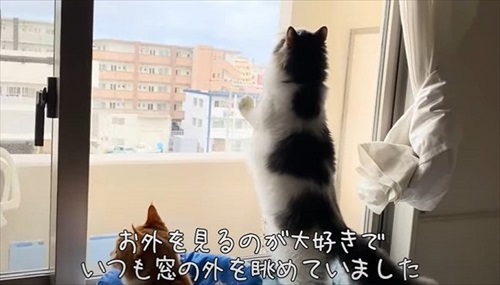 ペットショップで売れ残っていた猫ちゃん