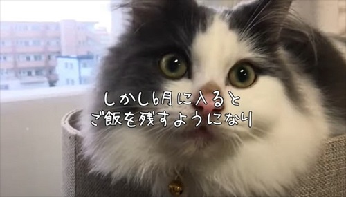 ペットショップで売れ残っていた猫ちゃん