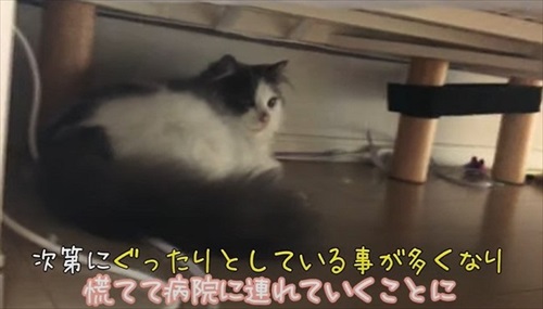 ペットショップで売れ残っていた猫ちゃん