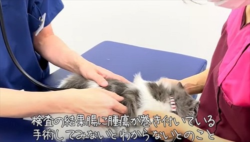 ペットショップで売れ残っていた猫ちゃん