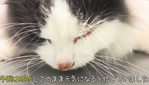 ペットショップで売れ残っていた猫ちゃん