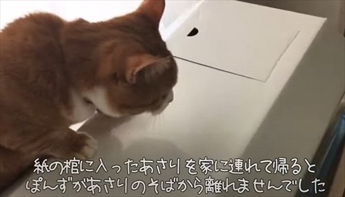 ペットショップで売れ残っていた猫ちゃん