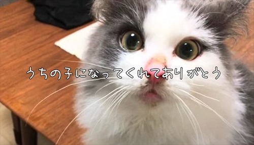 ペットショップで売れ残っていた猫ちゃん