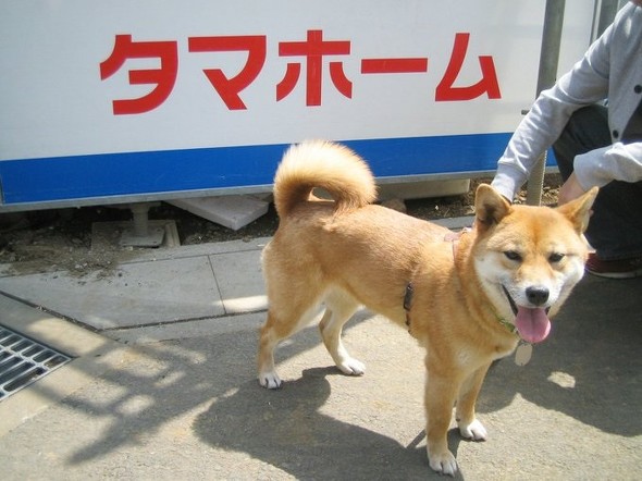 タマちゃんのモデルとなった柴犬のたま