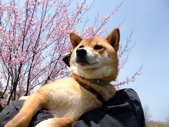 たまさんとのお散歩