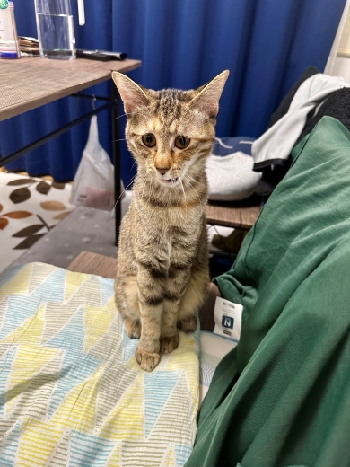 お座りをする猫