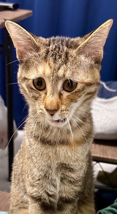 悲壮感が漂う猫