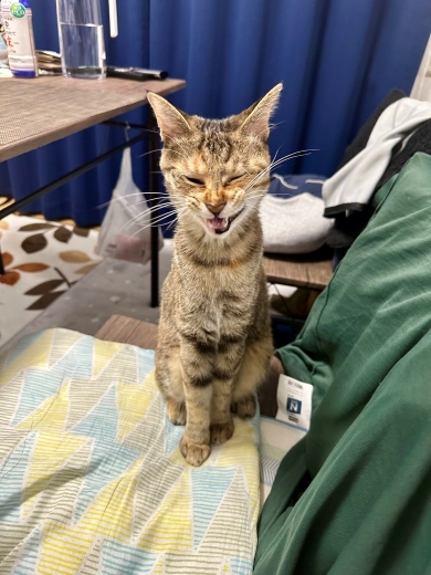 あくびをする猫