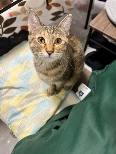 飼い主を見上げる猫