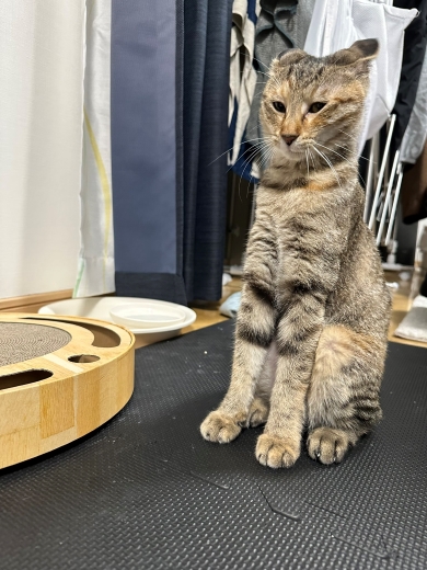 あくびをする前の猫