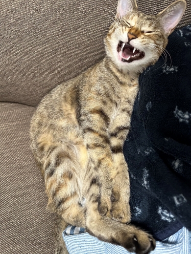 あくびをする猫