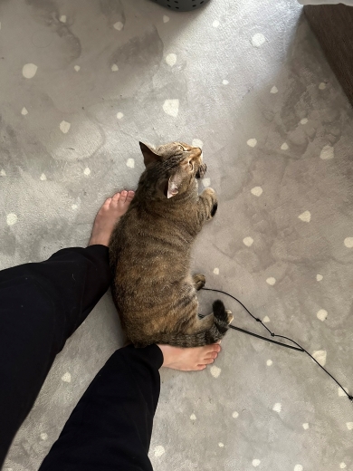 飼い主の移動を阻止する猫