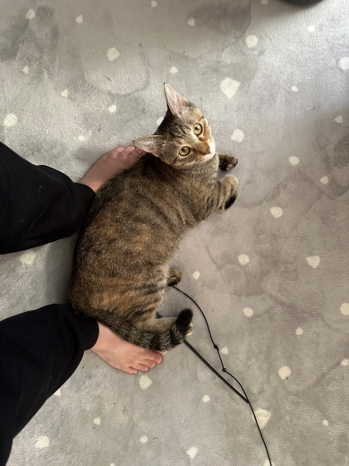 飼い主を見上げる猫