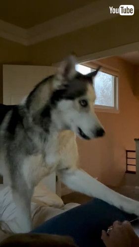 「Husky Enforces Strict No Working Rule || ViralHog」