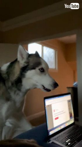 「Husky Enforces Strict No Working Rule || ViralHog」