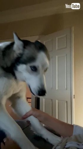 「Husky Enforces Strict No Working Rule || ViralHog」