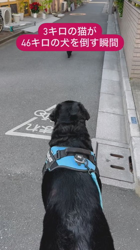 道でたたずむカフィちゃん