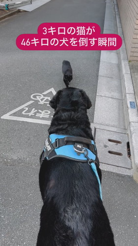 正面から黒猫ちゃん