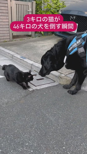 再び近づくカフィちゃん