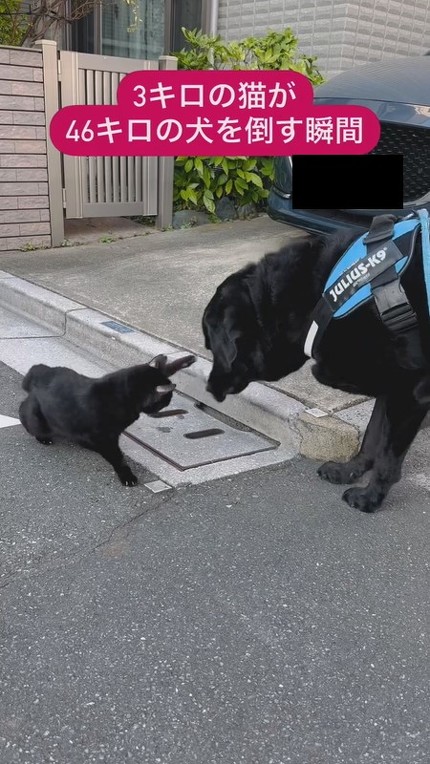 前足をくりだす猫ちゃん