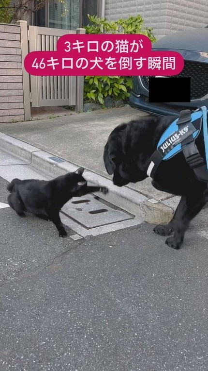 間一髪よけるカフィちゃん