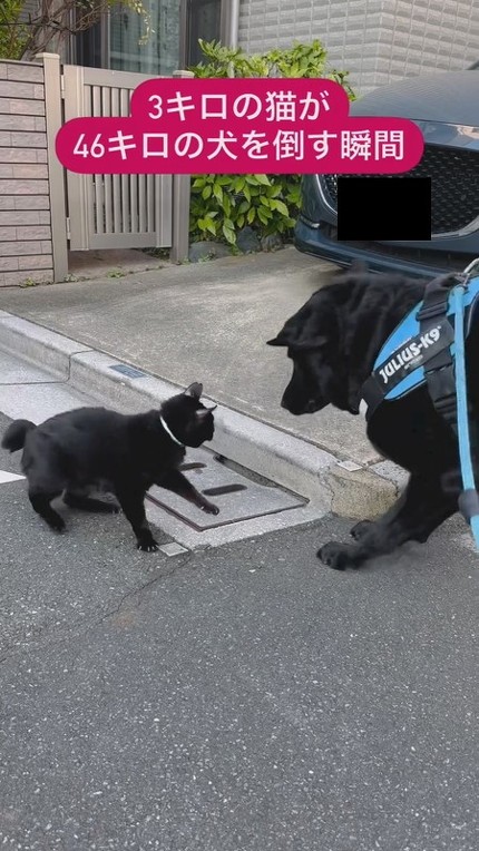 腰が引けているカフィちゃん