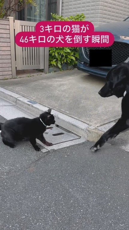 後ずさるカフィちゃん