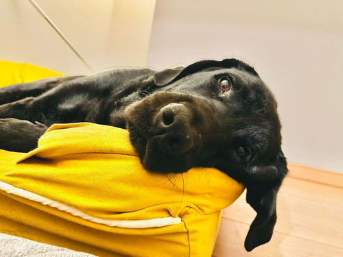 横になるカフィちゃん