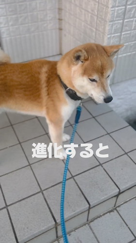 ポーチで立つコゴローくん