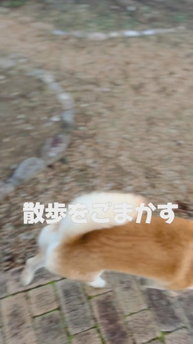 速やかにお散歩スタート