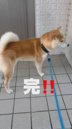 散歩は終わり動かないコゴローくん