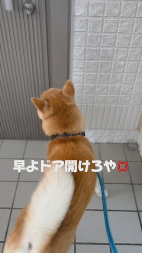 家に入りたがるコゴローくん