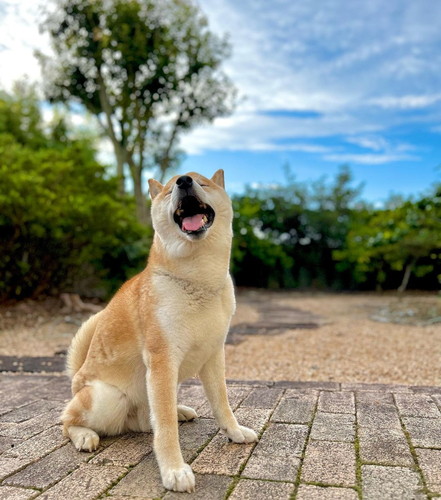 青空の下のコゴローくん