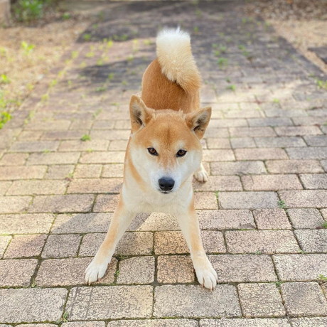 踏ん張ってこちらを見るコゴローくん