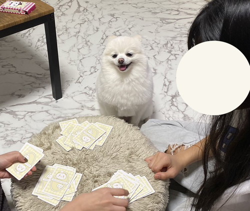 みんなとトランプしたいぽんちゃん