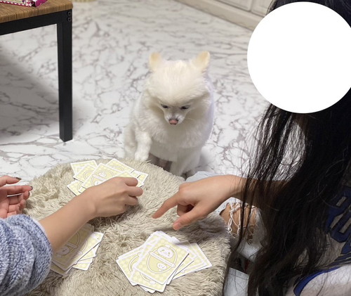 みんなとトランプしたいぽんちゃん