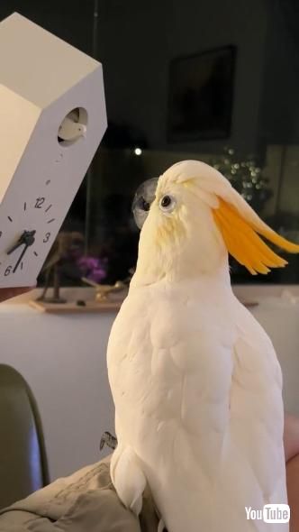 鳩時計を見つめるオウム