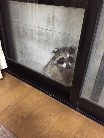 お座りしてるアライグマ