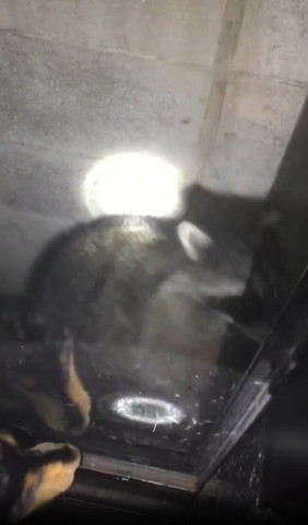 帰っていくアライグマ