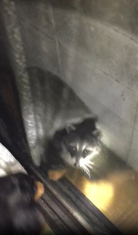 ワンコとアライグマ見つめ合う